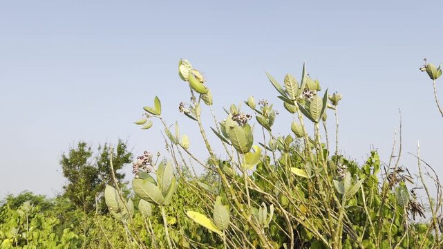 Green Calotropis Procera plant branches with seed pods growing under a clear blue sky in a wild natural landscape environment