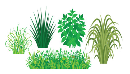 Green grass tufts meadow lawn border bushes and wild plants vector set elements isolated on white background for landscape design © Ruma