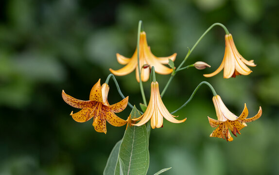 Canada Lily growing by a riverbank, NB, Canada. 