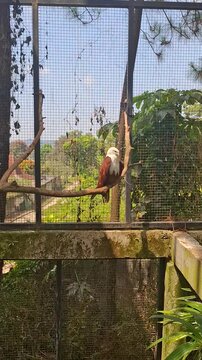 The bird in the video is a White-bellied Eagle (Haliastur indus). This type of raptor has the characteristic of a white head and chest which contrasts with brown wings and body.