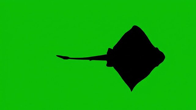 swordfish swimming steadily silhouette video