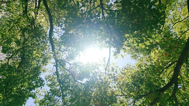 Sunlight shining through green forest leaves with organic environmental concept