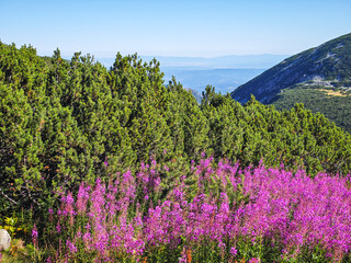 Fototapeta premium Rila mountain near Musala peak, Bulgaria