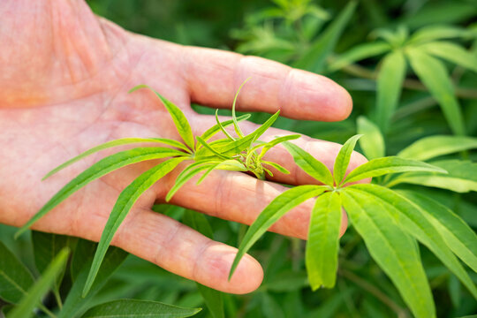 Vitex agnus castus leaf held in hand, narrow green leaflets, herbal plant, like cannabis, medicinal use, natural foliage, botany, traditional remedy, eco friendly plant, organic phytomedicine