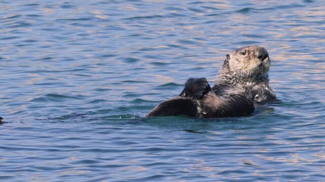 Wild sea otter cleaning and rolling in water while watching as water ripples