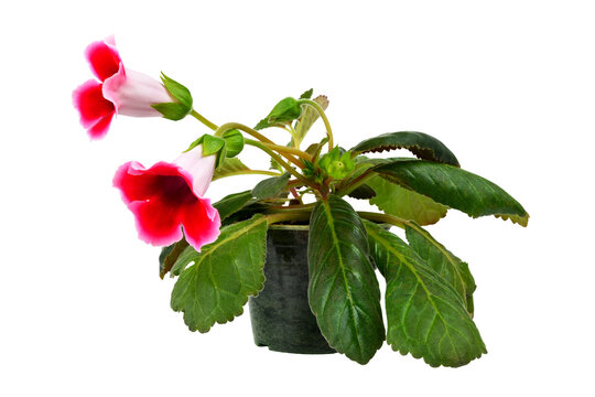 indoor flower gloxinia with pink buds in a pot isolated on a white background