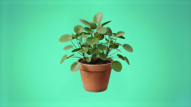 A detailed 3D model of a potted Pilea peperomioides Chinese money plant with round coin-shaped leaves in a terracotta pot, set against a bright turquoise studio backdrop. Ideal for trendy indoor plant