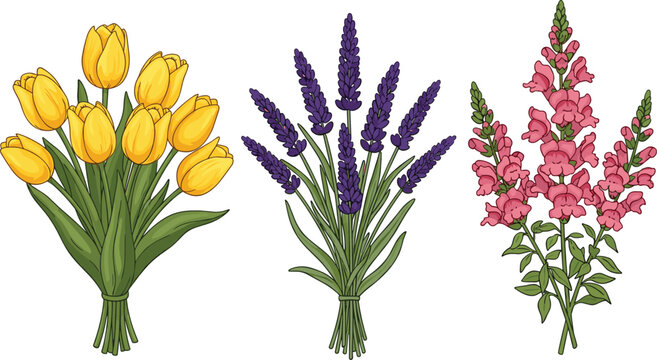 Beautiful vector illustration set of three spring floral bouquets featuring yellow tulips purple lavender stalks and pink snapdragon flowers isolated on white