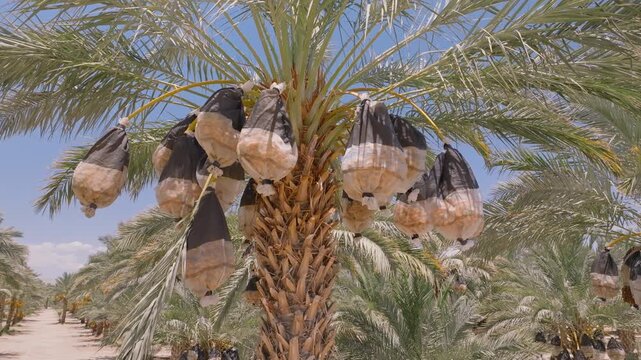 Aerial view of date palms with large clusters of dates hanging in the sun