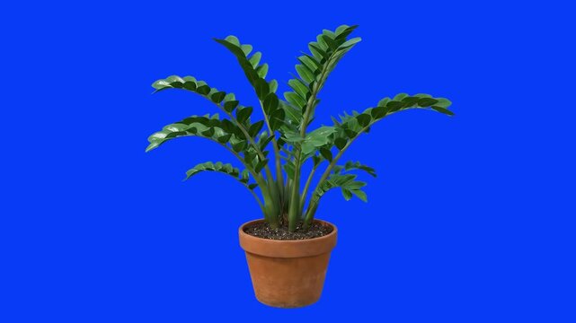 Detailed 3D model of a lush green Zamioculcas zamiifolia (Zanzibar Gem / ZZ Plant) in a clay pot, isolated on a bright solid blue background. Great for office interior design videos, eco-friendly life