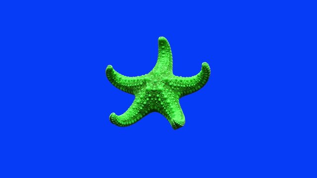A unique 3D model of a stylized green starfish (sea star) with detailed textured skin, floating on a solid blue chroma key background. Great for marine life animations, summer promos, tropical vacatio