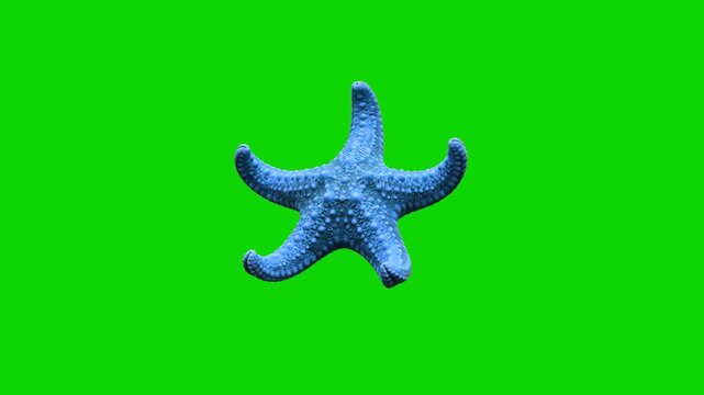 A vibrant blue starfish isolated on a solid green chroma key background. Perfect for marine biology videos, ocean life educational clips, tropical aquarium advertising, and keyable visual effects over