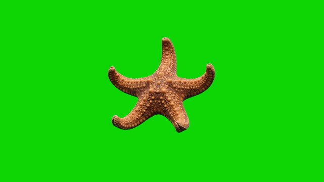 A detailed 3D render of a bumpy starfish model positioned over a solid green chroma key keying screen. Ideal for compositing into educational marine life projects, tropical beach designs, and ocean an