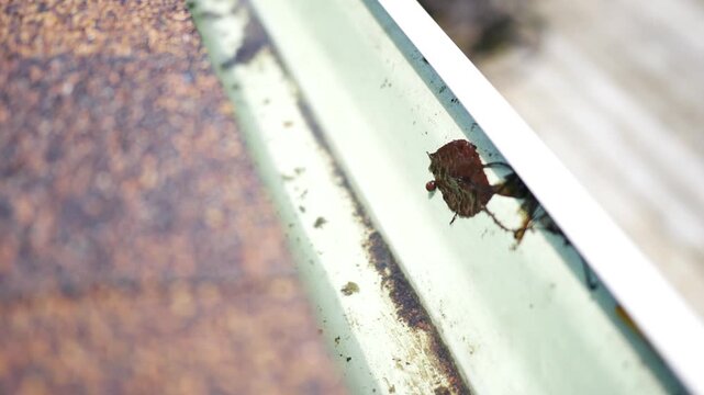 Leaf Remnants and Gunk Flowing Gently in Gutter with Low Water.
