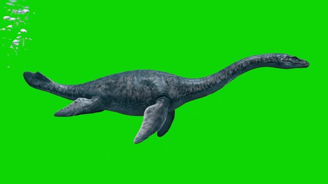 A detailed 3D animation of a Plesiosaur dinosaur swimming across a green screen chroma key background. Perfect for educational videos, prehistoric documentaries, and visual effects compositing.