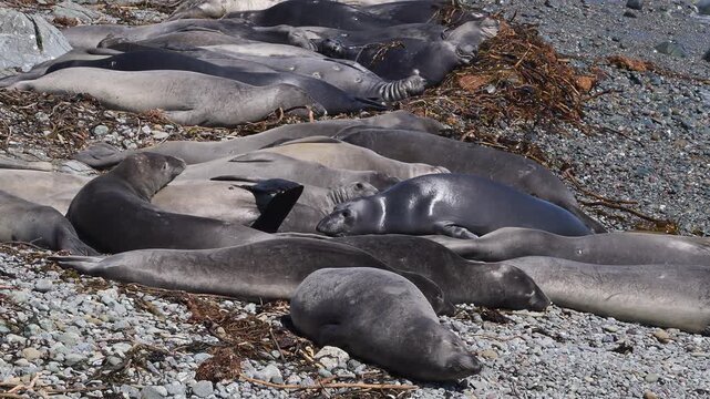Wild elephant seals during molting season on ocean beach