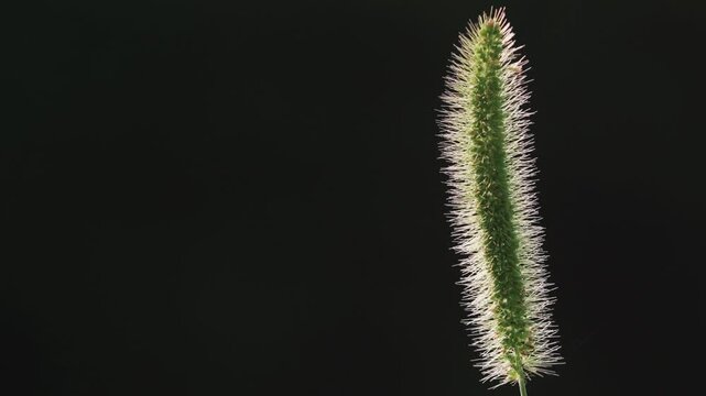 Tokyo,Japan - June 20, 2026: Closeup of a 
green bristlegrass or Setaria viridis