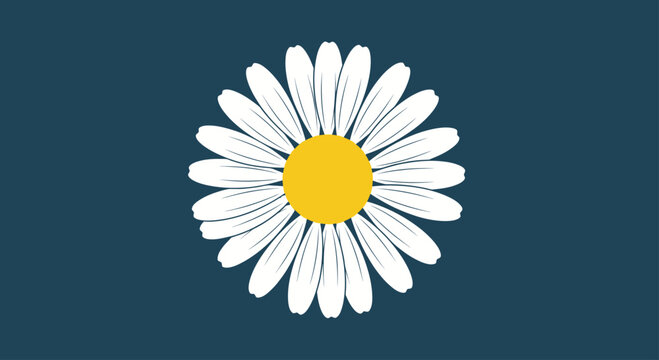 White daisy flower on dark navy background.