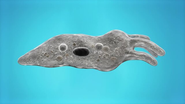 A 3D render of a semi-transparent amoeba cell with internal organelles floating in a light blue fluid environment. Great for scientific presentations, microbiology clips, and educational biology conte