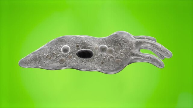 A detailed 3D render of a living amoeba cell under a microscope. Microorganism showing internal structures and vacuole, moving against a chroma key green screen background.