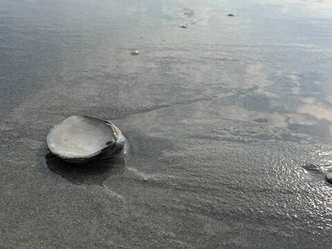 SC MB Clamshell Face Up in the Sand 2026