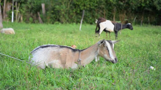 Domestic goat lying down and ruminating in a lush green pasture with little chicks and other goats wandering around in the background representing a tranquil rural scene