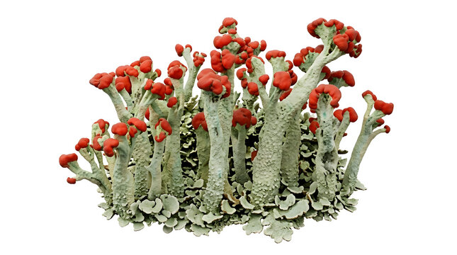 Scientific 3D Render of British Soldiers Lichen (Cladonia cristatella) Isolated on White Background