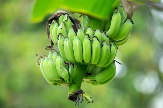 Close-up of a bunch of young green bananas hanging on a tree.