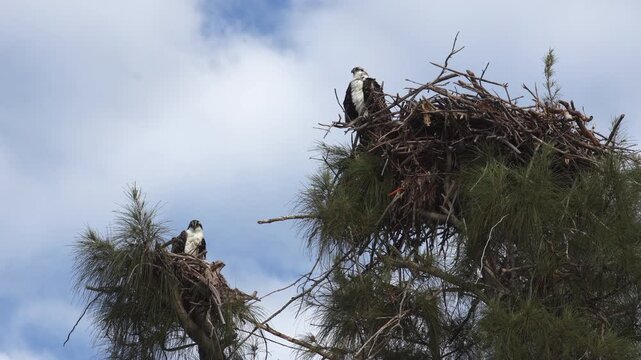 Nesting Ospreys