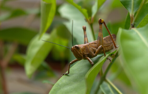 Macro sot brown grasshopper on green leaf with blureed background, natural wildlife