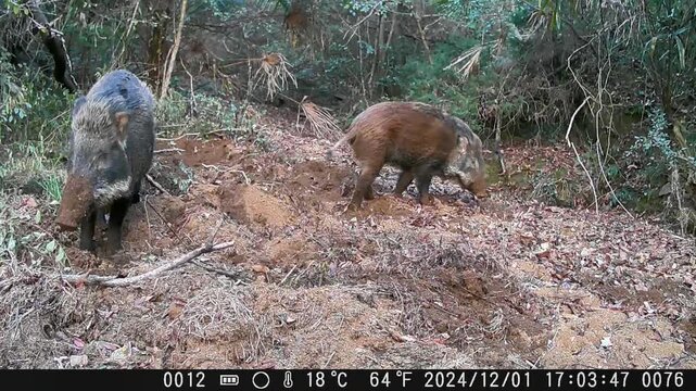 wild boar in the woods