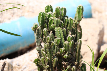 Healthy cactus plant thriving in arid environment with multiple upright stems and green growth © vuthy