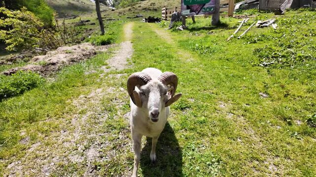 Sheep with horn at meadow. Sheep grazing at farming pasture in green field. Graze in pasture countryside. Domestic animal graze on summer farm. Rural landscape with sheep in rural field