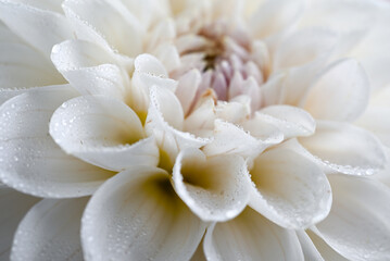 Obraz premium Light White and Pink and Yellow Dahlia Flower Close up