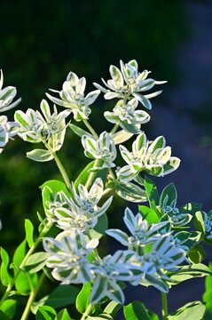 White Flower