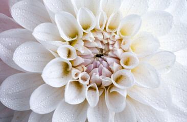 Obraz premium Light White and Pink and Yellow Dahlia Flower Close up