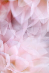 Fototapeta premium Close up of Light Pink Dahlia Flower Petals
