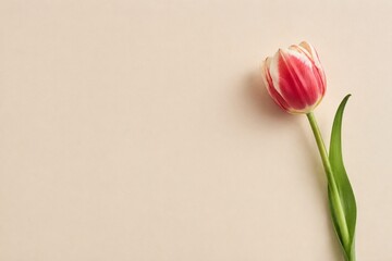 Fototapeta premium A single tulip flower on a beige background, presented in a top view with selective focus.