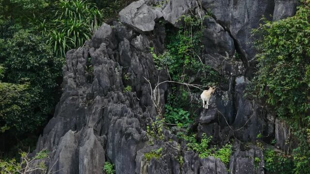 Elevated Perspective Reveals Towering Limestone Structures With Solitary Goat Statue. Aerial Photography Displays Dramatic Limestone Cliffs With Solitary Goat Sculpture Atop Highest Point