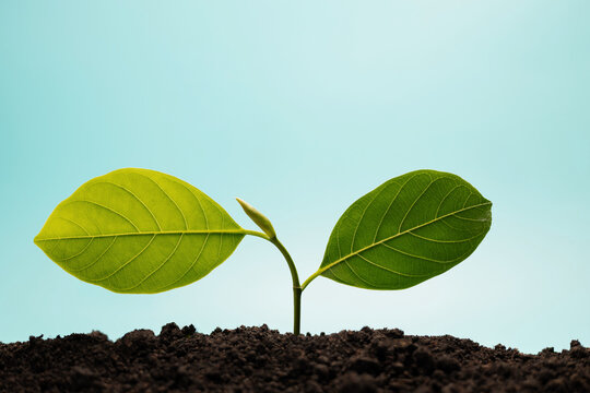 Young green plant growing from soil under blue sky representing nature growth
