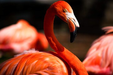 pink flamingo portrait © Lucy Rock