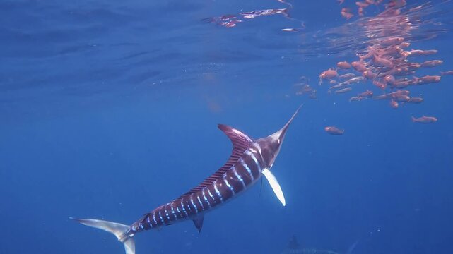 4K underwater footage of a striped marlin displaying vibrant blue bands while attacking a small sardine bait ball at the surface in Magdalena Bay, Baja California Sur, Mexico.