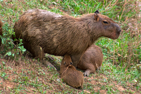 Capivara Amamentando