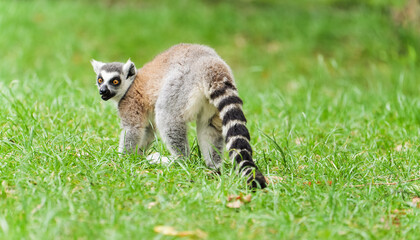 A ring-tailed lemur walking on the grass glances back © Yf