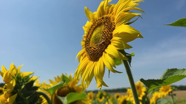 Bees collect nectar and pollen from flowers of sunflower. Sunflowers give a lot of nectar and pollen than attract insects. 
