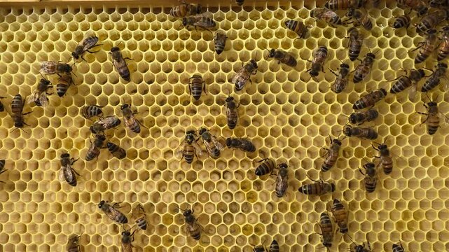 A large number of eggs and larvae of future bees in the honeycombs.
This indicates the excellent development of the bee colony.
