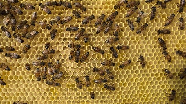 A large number of eggs and larvae of future bees in the honeycombs.
This indicates the excellent development of the bee colony.
