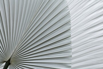 Fototapeta premium Palm leaf with abstract dried fan texture and radiating geometric nature lines