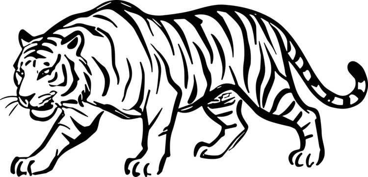 Black and white line art illustration of a walking tiger.