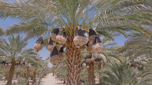 Aerial view of date palms with large clusters of dates hanging in the sun